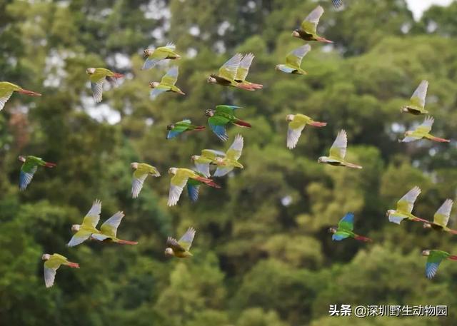 深圳世界之窗门票多少钱一张，深圳世界之窗晚上门票多少（动物园\u0026世界之窗/欢乐海岸水秀）