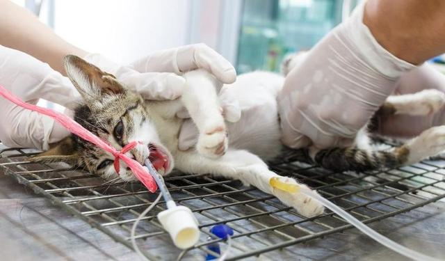 老猫接受新猫前兆，老猫和新来的小猫不合怎么办（猫患癌症前有哪些警告信号）