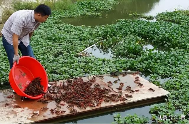 小龙虾可以吃吗，龙虾可以吃吗（小龙虾还能不能吃）