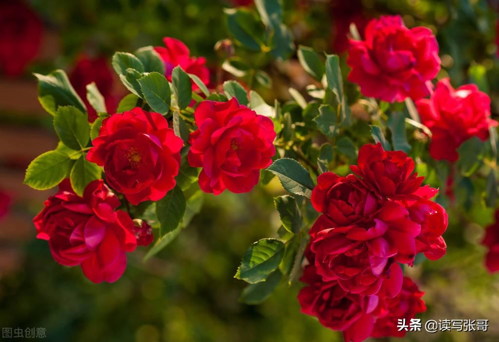 赠人与玫瑰手留余香(赠人玫瑰,手留余香意思) - 农业 - 爱宁信息网