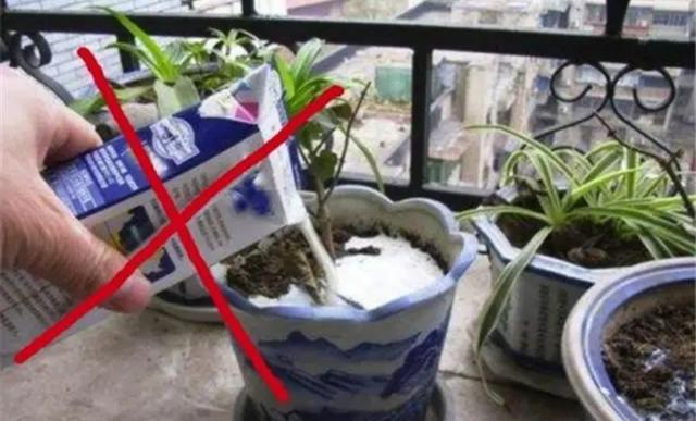 鲜花营养液自制，如何简单调制鲜花营养液（自制4种养花“营养液”）