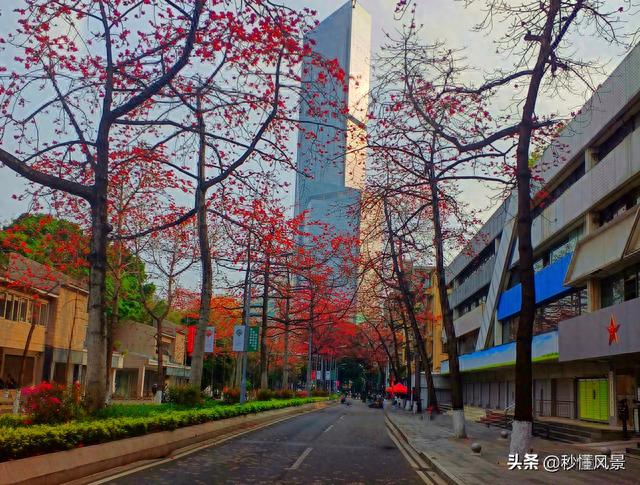 广州一道路走红，不要门票适合遛娃拍照，还有盛开的木棉花海！
