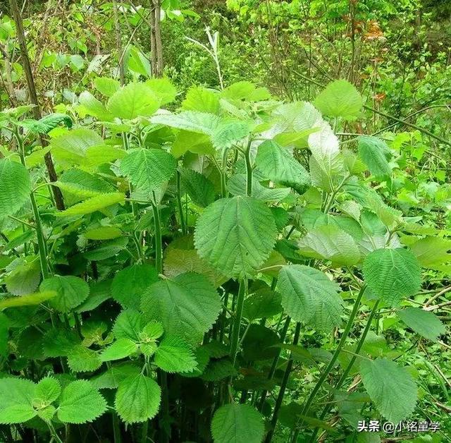 棉麻衣服到底有什么优势，棉麻服装的优点（亚麻、苎麻、棉麻哪个更胜一筹）