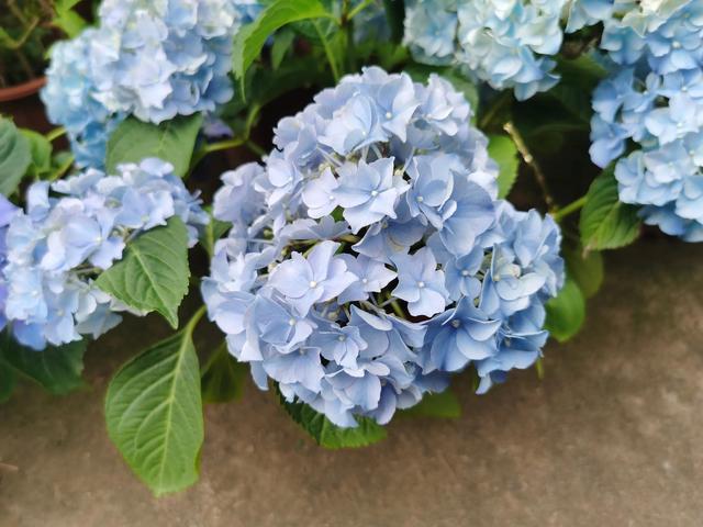 鲜花的花语和花的数目的寓意，鲜花数量的寓意（100种迷人的“数字花”）