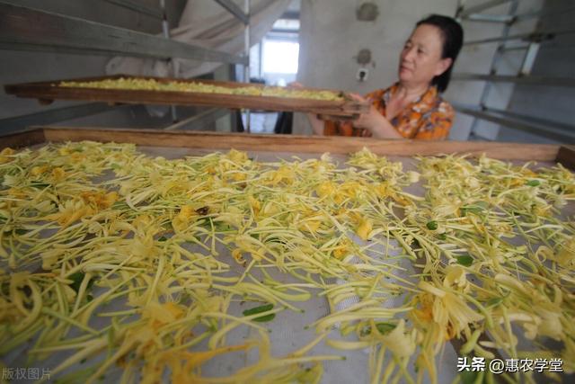 平邑金银花今日价格，金银花最新批发价格多少钱一斤