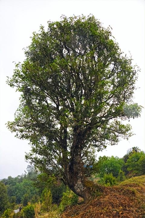 云南云县有什么好玩的地方（临沧茶区——云县白莺山）