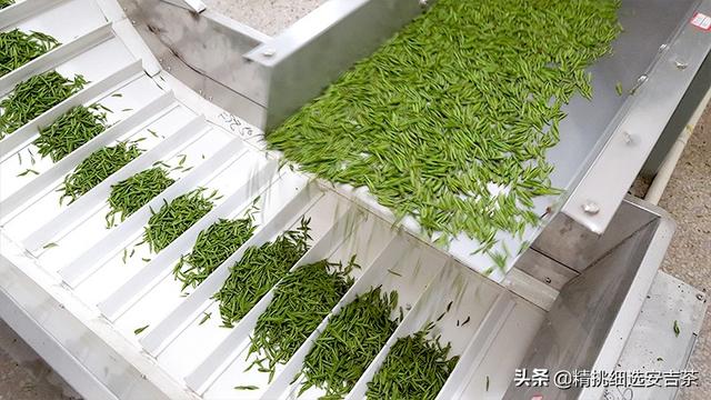 安吉白茶怎么样，安吉白茶一般是什么样的（安吉白茶口感特点）