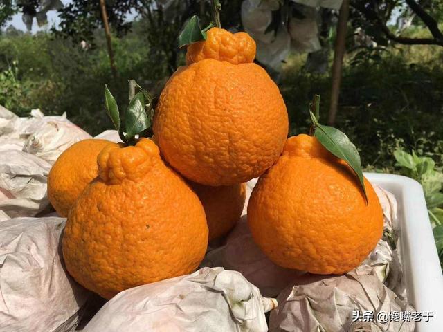 怎么挑选嘉宝果，怎么挑选嘉宝果选树叉多的好吗（惊蛰过后：无论有钱没钱）