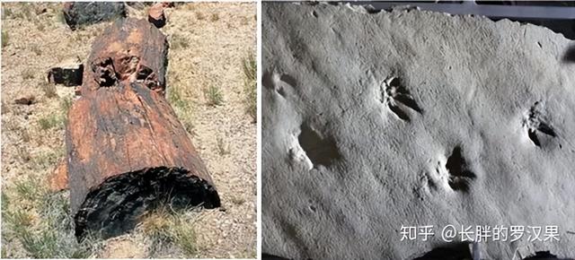 化石的形成是一个非常复杂的过程，化石是怎么形成的（十、深时-1<前世记忆）