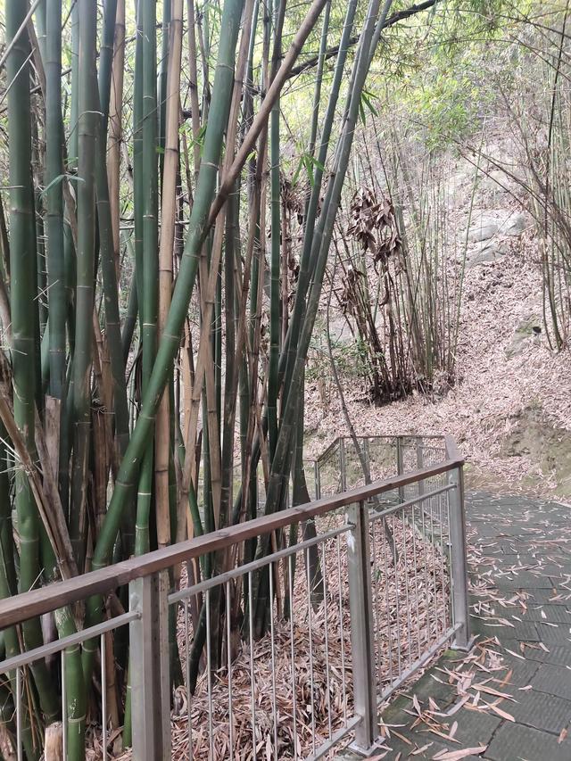 歌乐山森林公园，重庆旅游必去景点（歌乐山国家森林公园）