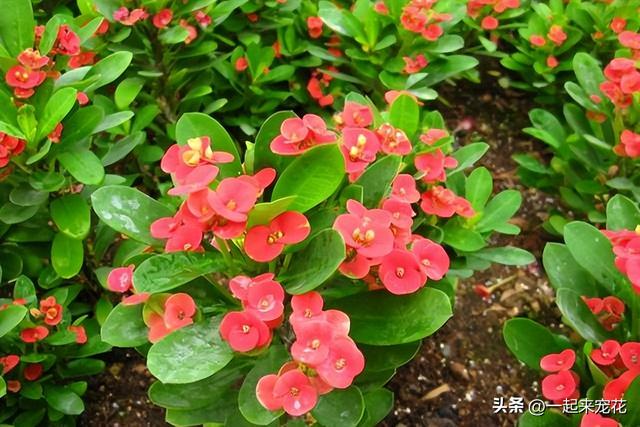 为什么不能送郁金香，郁金香千万不能乱送（3种花草别送人）