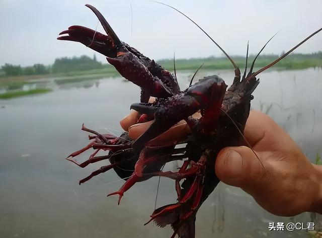 小龙虾可以吃吗，龙虾可以吃吗（小龙虾还能不能吃）