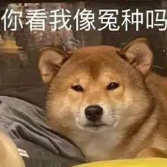 网络用语大冤种是什么意思，大冤种什么意思（“大冤种”是什么梗）