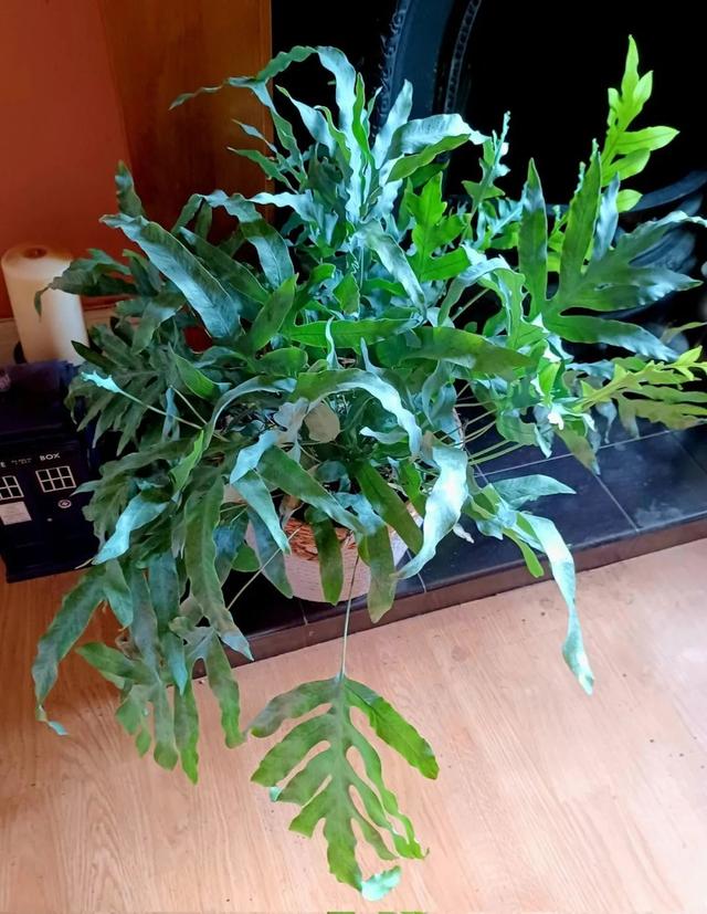 蕨类植物大全狼尾蕨，买这5种盆栽蕨类植物总不会错