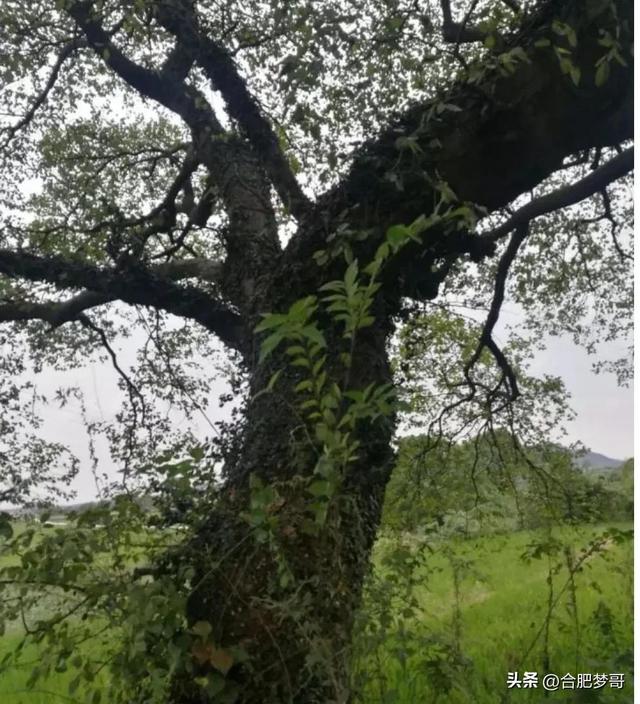 带你看巢湖美丽的风景，合肥巢湖之山水，灵韵家乡美