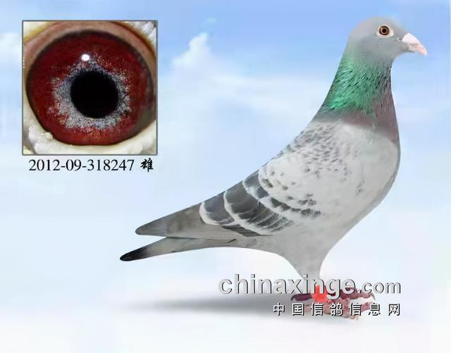 什么鸽子引天落，什么叫天落鸽子（引赛绩鸽修得正果——飞出三关鸽王冠军）