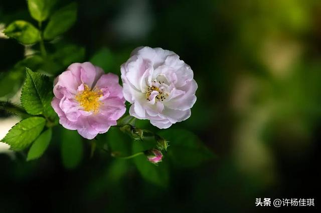 有领导潜质的女人性格，有领导能力的女人有什么特点（有精神领袖属性的三个星座）