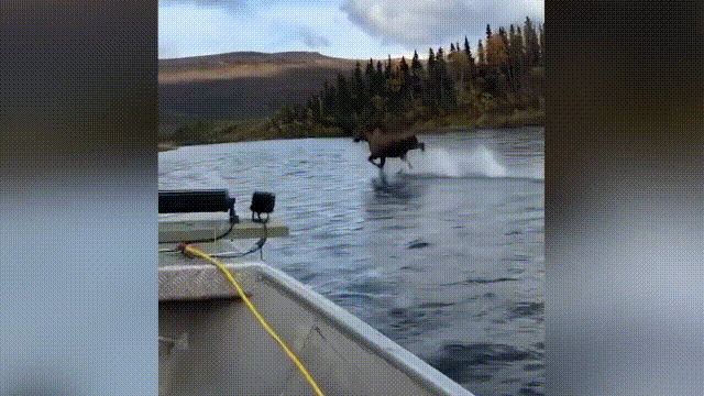 鹿血酒多少钱一瓶，鹿血酒一瓶500ml要多少钱（这是人们认为它是仙兽真正的原因）