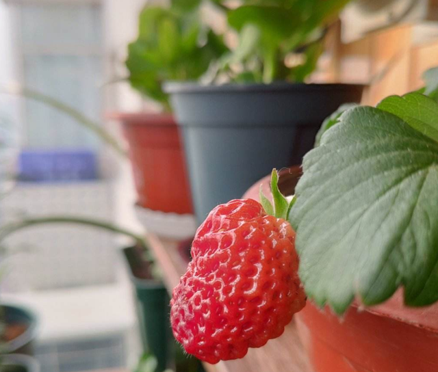 草莓树图片真实，草莓树长什么样子图片（草莓苗一年一换）