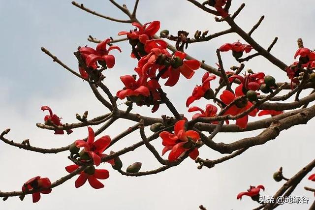 攀枝花市花是什麼花,攀枝花花市在哪裡(四川攀枝花是什麼花)