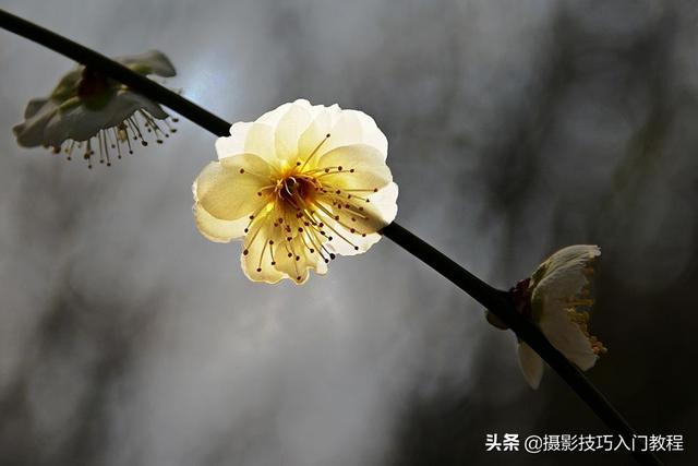 图片透明度怎么调，美图秀秀设置图片透明度（如何让花瓣呈现出半透明的通透感）