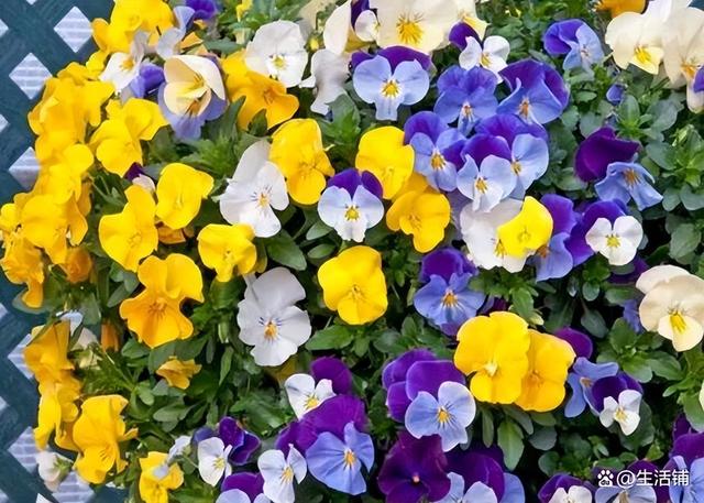 盘点10种九月最常见的花，九月都有哪些花（6种适合阳台种的花）