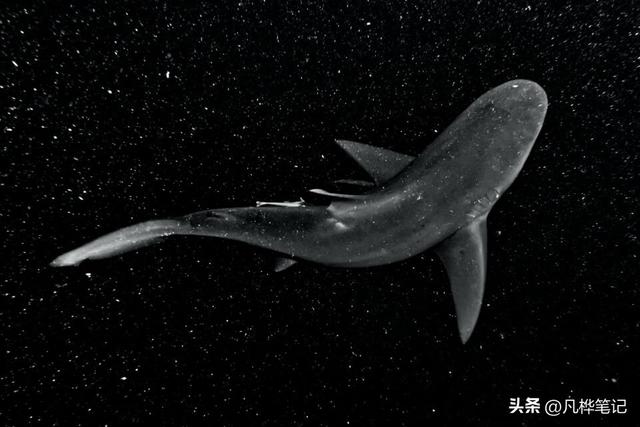 水下摄影注意什么，水下婚纱摄影（初学者的10个水下摄影技巧）