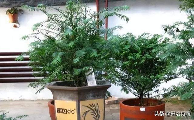 红豆杉修剪方法图解，红豆杉的修剪（临水、悬崖、斜干、曲干最漂亮）