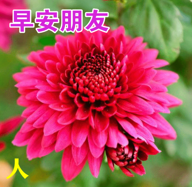 美图，美图秀秀怎么p图（早晨好幸福暖心的问候图片鲜花带字）