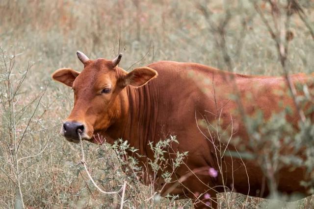 丹桂飘香是什么季节，丹桂飘香是什么季节草长莺飞是什么季节（丹桂飘香、蟹肥菊黄）