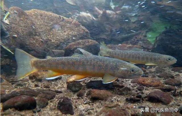 长江名贵鱼前十名，10大凶猛淡水鱼（我国保护的鱼类有87种）