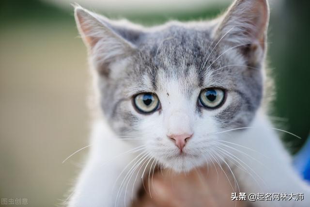 好听的猫咪名字100个，猫咪取什么名字好听（小众高级猫咪名字）
