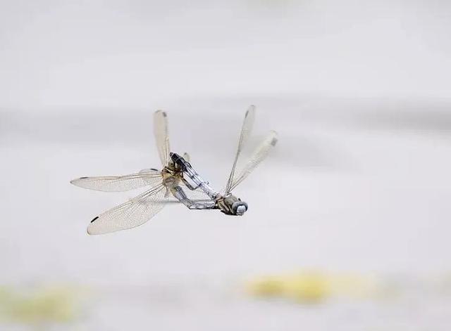 海母和水母区别，海母和水母图片大全（罕见的36张照片）