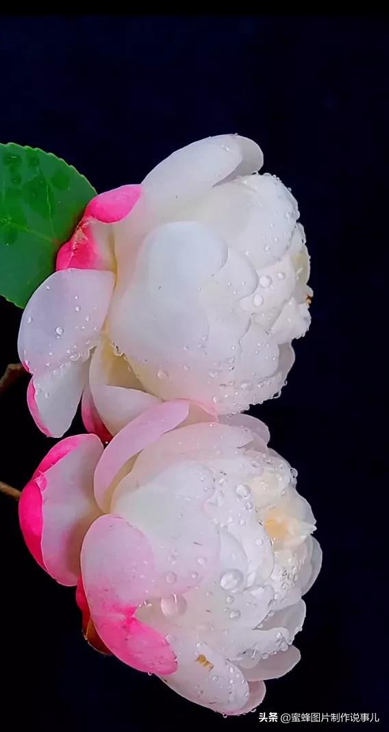 腊梅图片，一花一世界（腊梅图片）