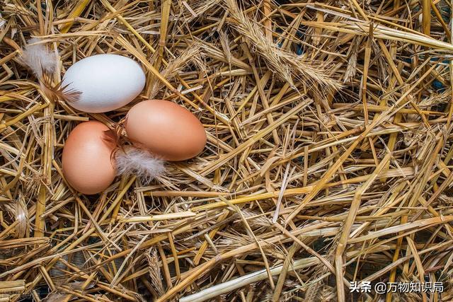 科学家用鸡的基因复活恐龙，鸡中霸王 鬼谷