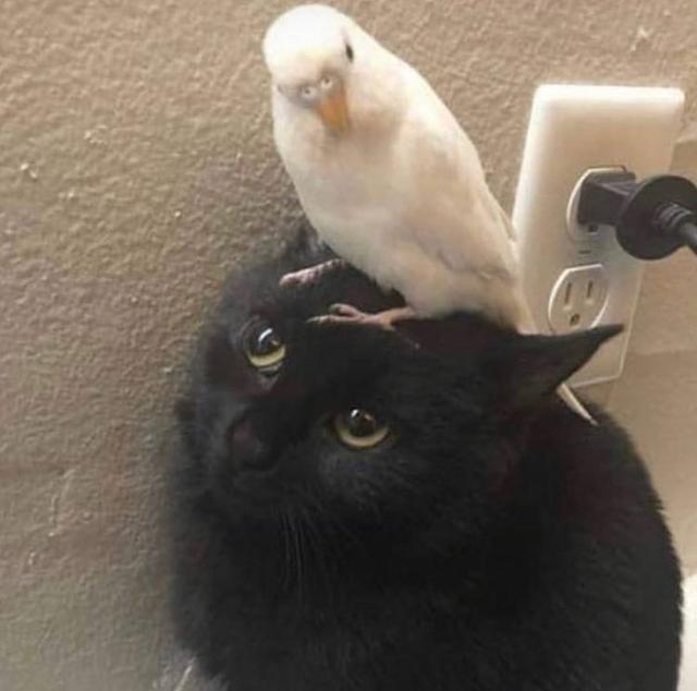 可爱猫，可爱猫咪名字（歪果网友分享各种古怪可爱的小猫咪图片）