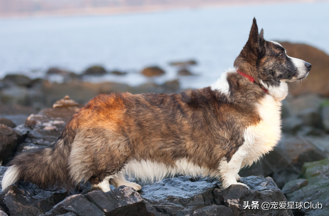 最好的三色柯基犬，稳重聪明的短腿牧牛犬