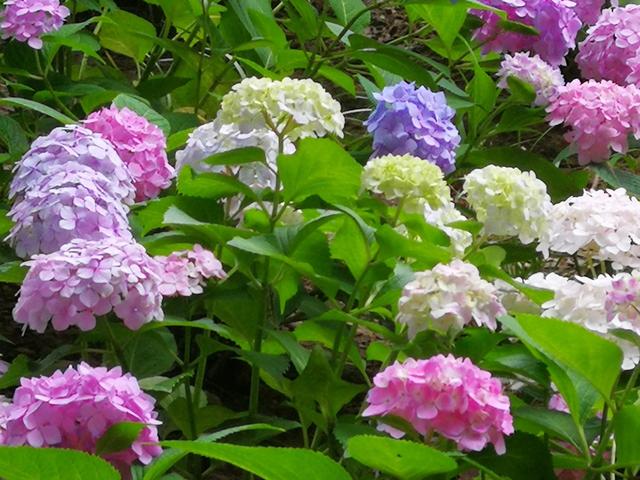 鲜花的花语和花的数目的寓意，鲜花数量的寓意（100种迷人的“数字花”）