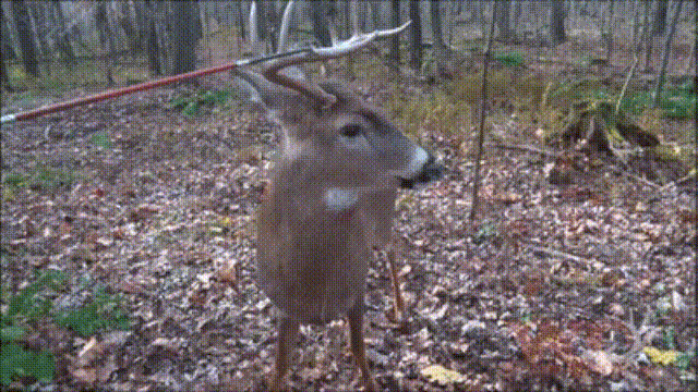 鹿血酒多少钱一瓶，鹿血酒一瓶500ml要多少钱（这是人们认为它是仙兽真正的原因）