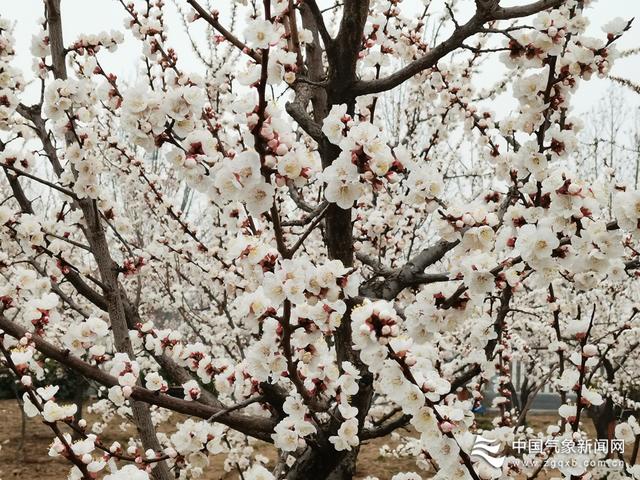 春游采摘文案，秋游采摘文案（来一个踏春赏花摘野菜之约）