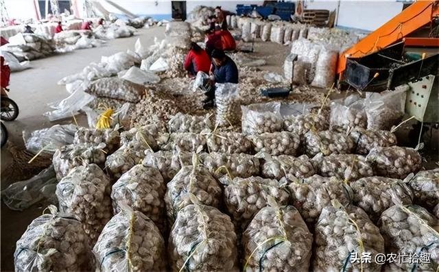 大蒜价格表今日价格，今年的大蒜行情怎么样（大蒜半个月涨4毛）