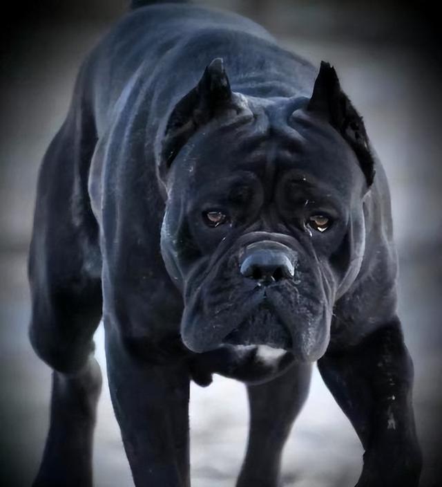 罗威纳犬打架，被称为“犬中四煞”（罗威纳犬打架厉害吗）