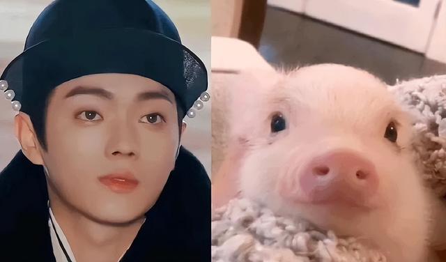 犬系男友和猫系男友有什么区别，什么是猫系男友什么是犬系男友（娱乐圈动物系男明星当道）