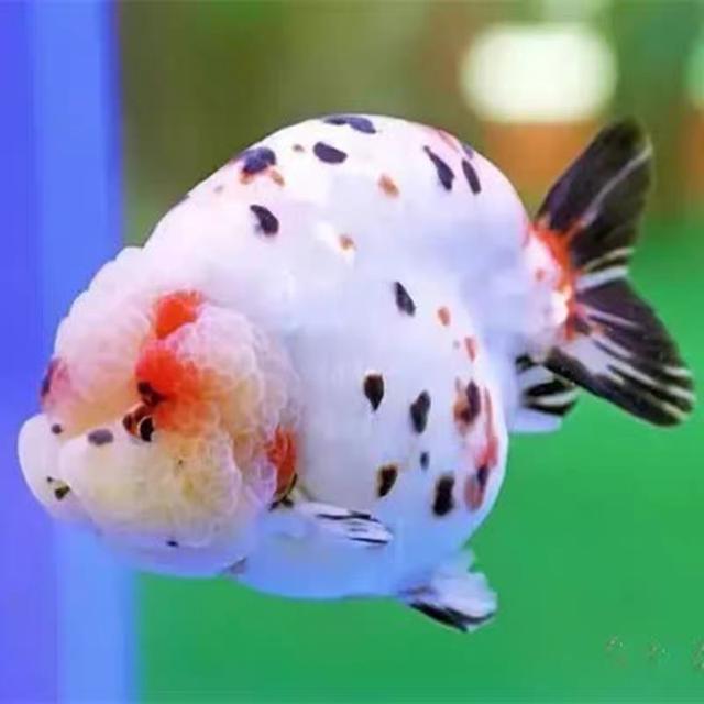 兰寿金鱼图鉴大全，金鱼品种大全之蛋种金鱼