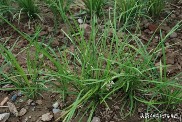 曼陀罗花的图片，曼陀罗花是什么（301味中药材的原植物彩色图谱）