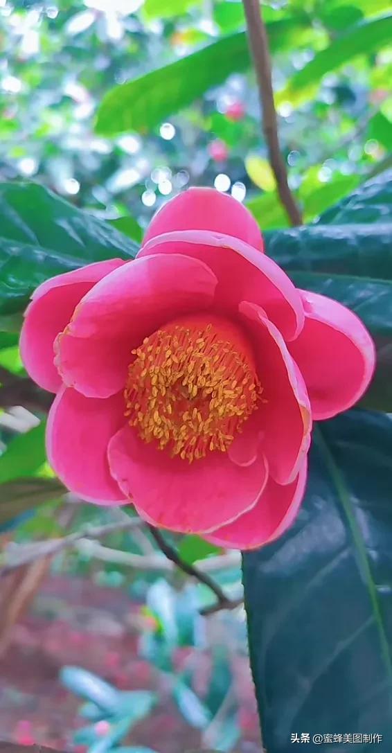 适合发心情的图片   赏图愉快哦:），关于发心情的图片（鲜艳欲滴的花朵）