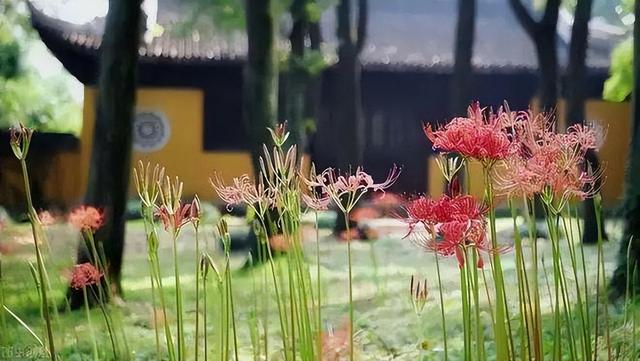 十大不吉利的花，家里最旺财的十种花（五种花“不吉利”）