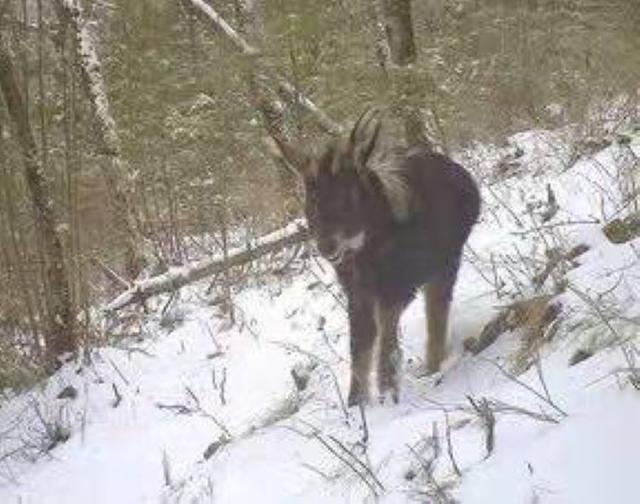 关于南方有蹄目介绍，偶蹄目的蹄子（湖南九嶷山发现传说中的“天马”）