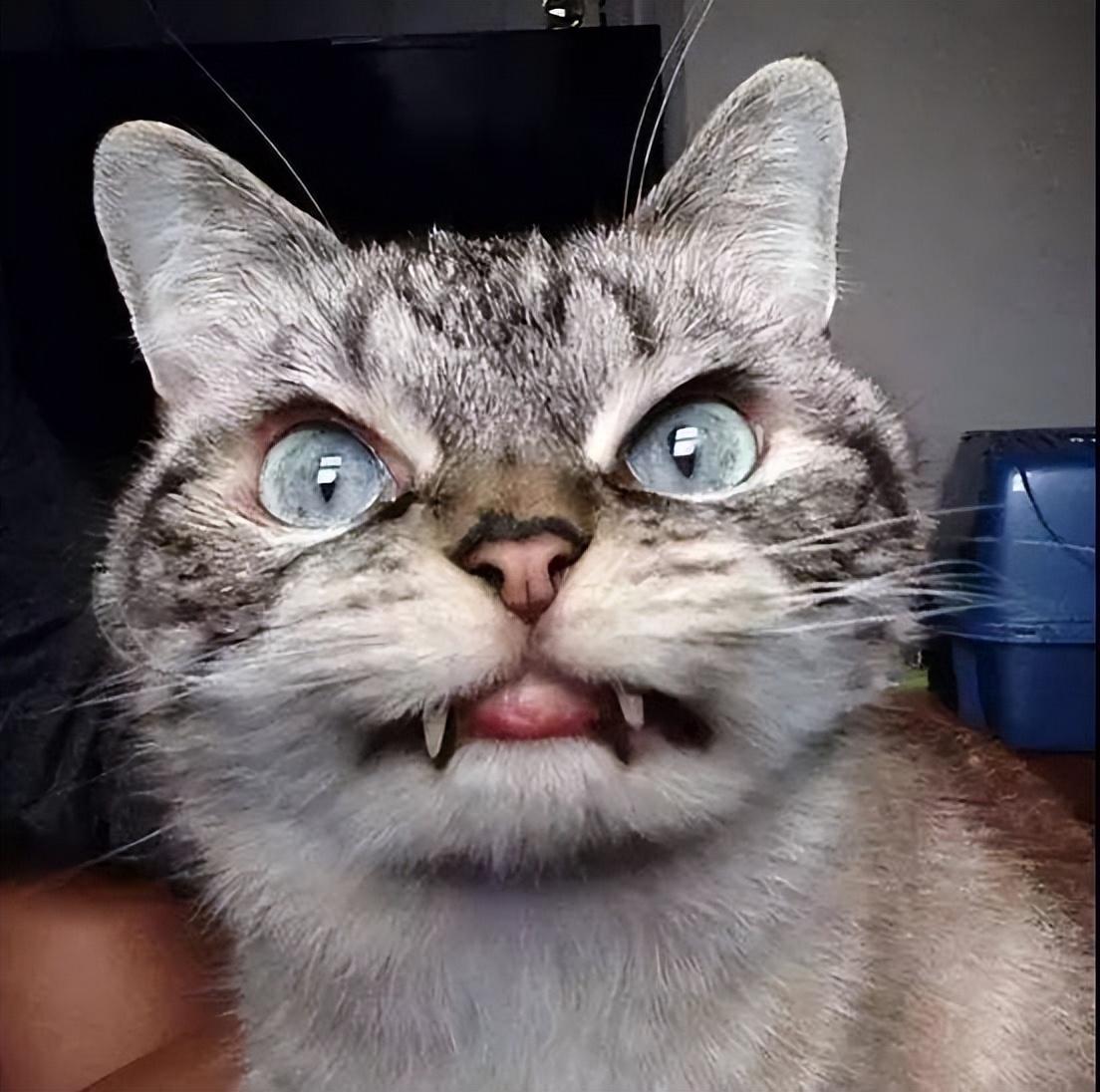 猫咪出现这些表现,可能是"狂犬病"的征兆