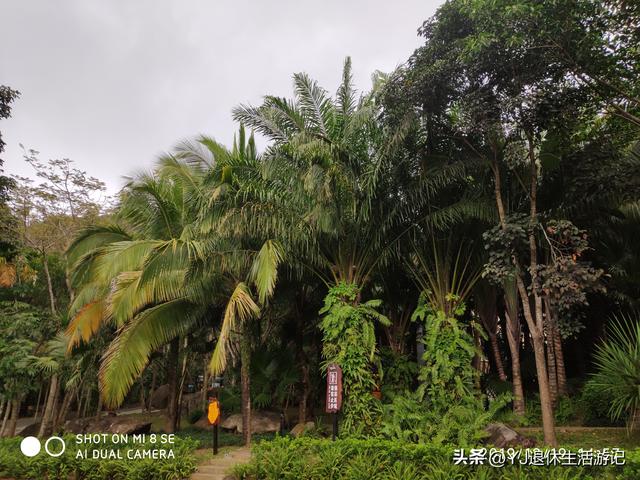 呀诺达热带雨林，呀诺达雨林文化旅游区官网（呀诺达景区探寻热带雨林奇观）